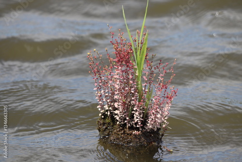 St. John's wort growing on a wooden stake above water