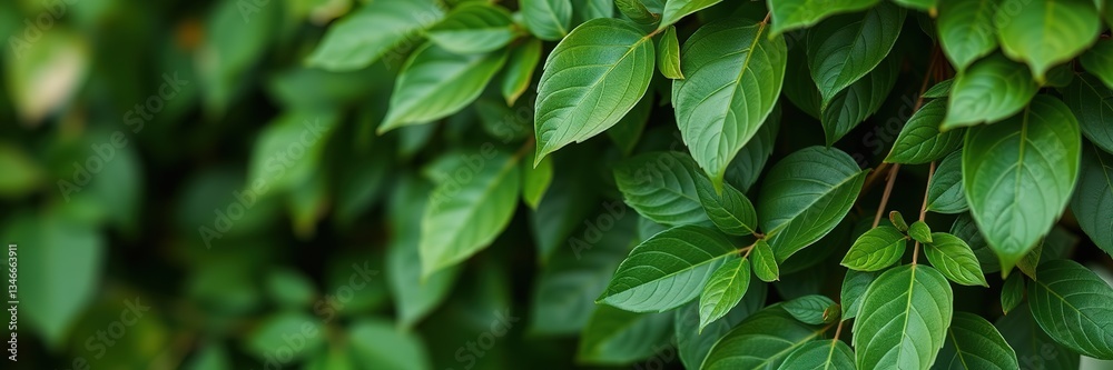 Fresh Green Leaves PNG for Nature Design Elements Fresh Green Leaves PNG for Nature Design Elements