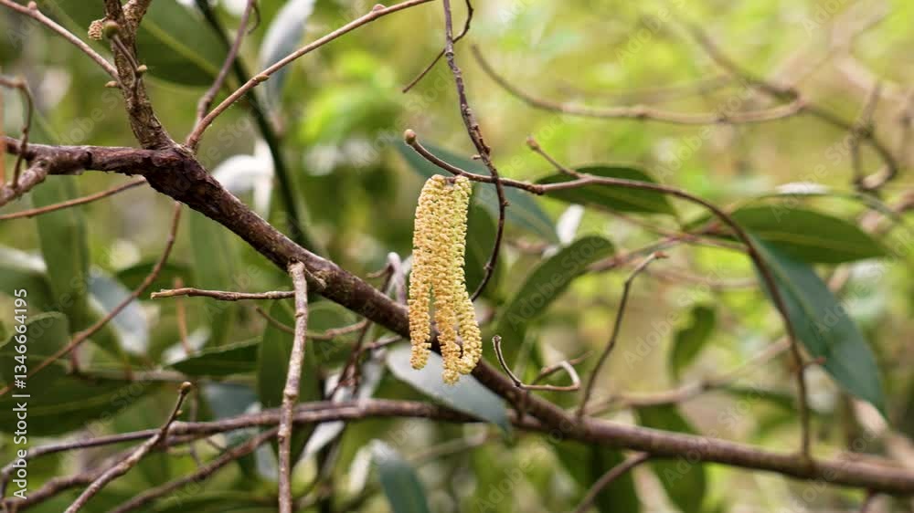 Branch of deciduous forest tree with hanging catkins and dark green leaves Branch of deciduous forest tree with hanging catkins and dark green leaves