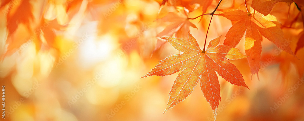 Captivating autumn scene featuring vibrant orange maple leaves against a sunlit background Captivating autumn scene featuring vibrant orange maple leaves against a sunlit background