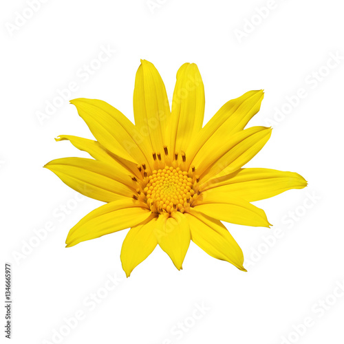Mexican sunflower on white background