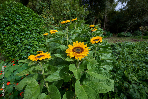 A family-owned organic farm is a testament to sustainable agriculture and cultural heritage.Cultivating a diverse array of crops using traditional methods, free from synthetic chemicals.