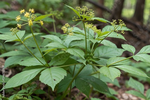 eleutherococcus senticosus in the wild