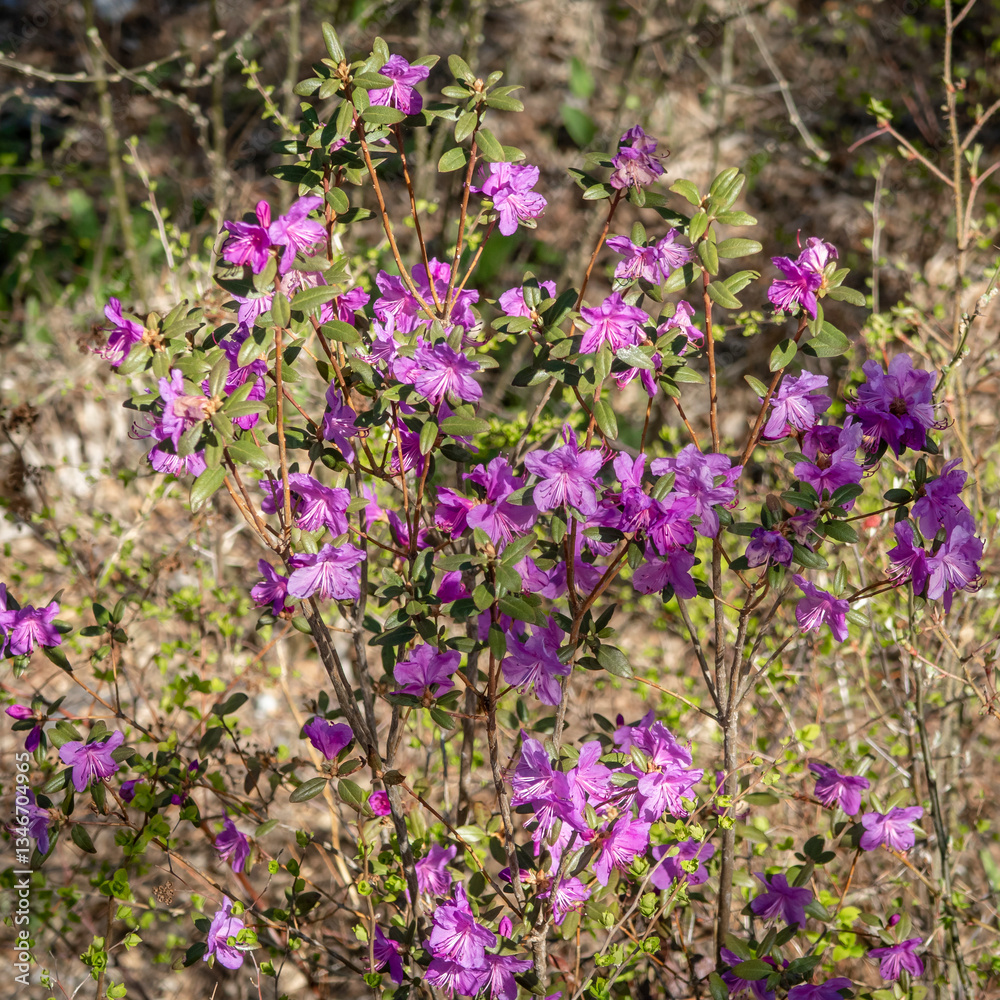 Obraz premium Purple-pink flowers of Maralnik (Siberian sakura) (Lat. Rhododendron ledebourii) in the Altai Mountains in spring