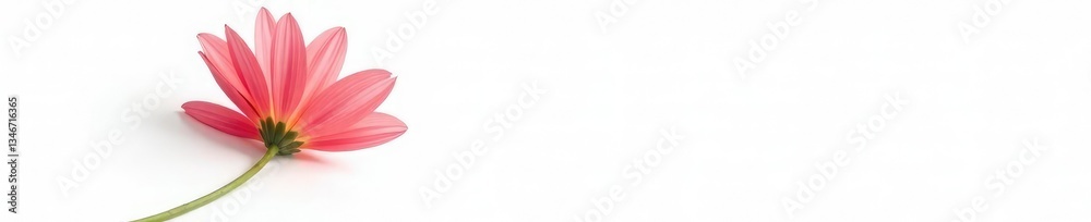 Fototapeta premium Single flower isolated on white background with soft focus, bloom, gentle