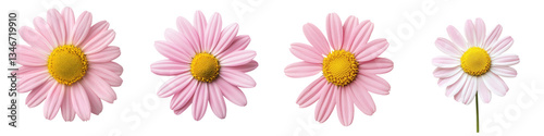 A cluster of beautiful pink daisy flowers with vibrant yellow centers showcasing the delicate petals and natural symmetry of the blooms
