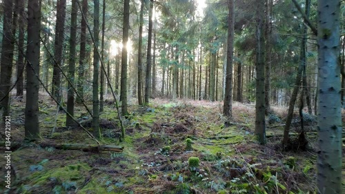 Enchanting 4K Drone Footage of Yearsley Woods, North Yorkshire – Serene Woodland with Sunlight Through Trees