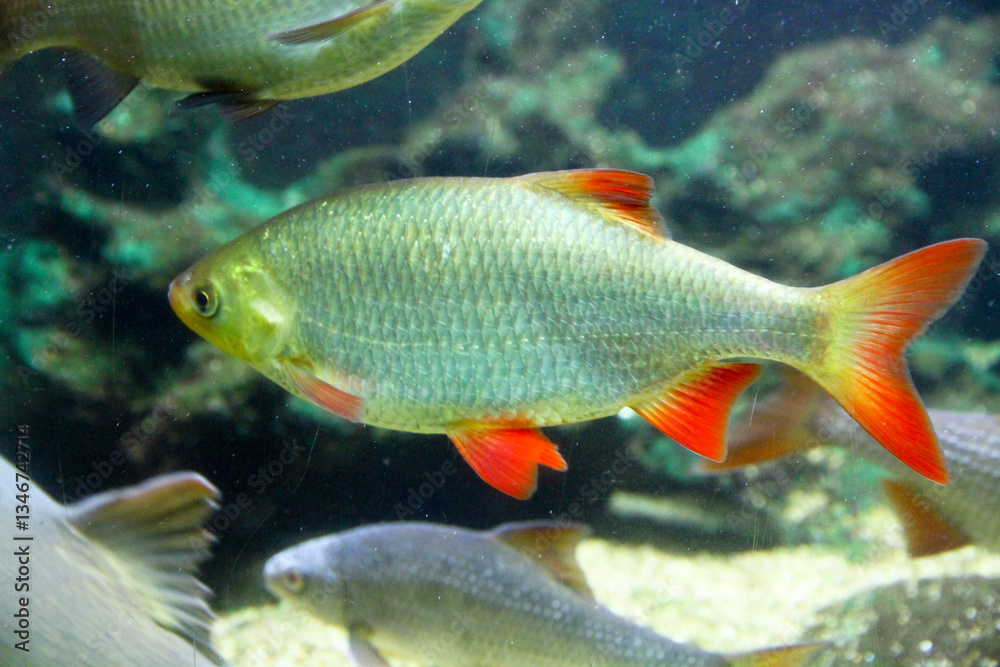 Naklejka premium A silver fish with distinct red fins swims among other fish in an aquarium, showcasing its vibrant colors and aquatic environment.
