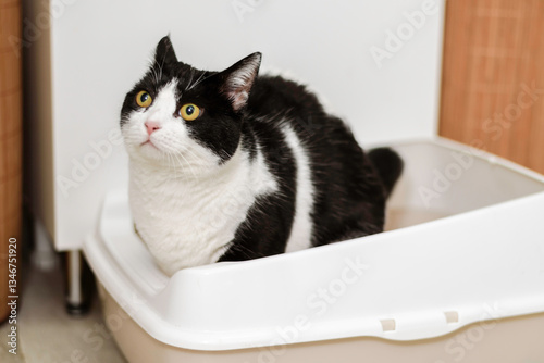 Black and white cat goes to the toilet in a litter tray in the bathroom
