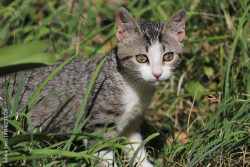 Wallpaper Mural 
Small gray and white cat with green eyes in a hunting attitude in the middle of the grass Torontodigital.ca