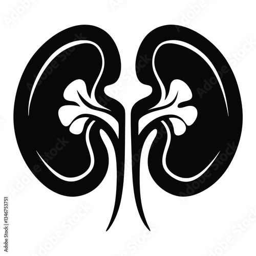 Human kidney anatomy. Kidney medical science vector illustration. Internal human organ: kidney, ureter and tract, renal artery, aorta and vein. Human kidney anatomy education