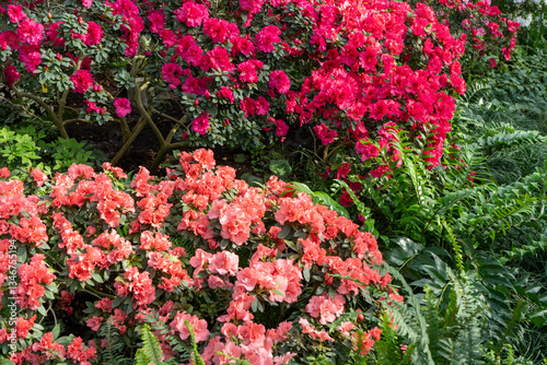 Wallpaper Mural Azalea bud flower. Rhododendron plant in garden. Floral background. Pink petal bush Torontodigital.ca