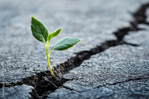 Resilient Small Plant Sprouting Through Cracked Pavement Concept of Growth Despite Hardship with Copy Space. 
