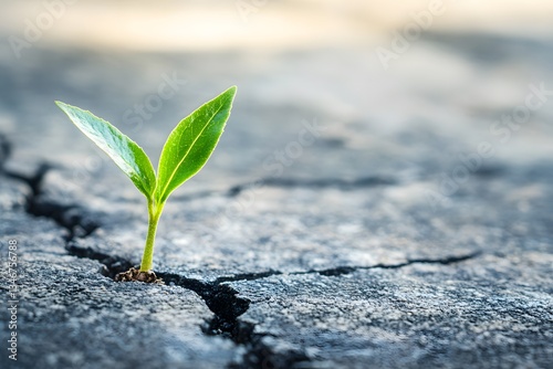 Resilient Small Plant Sprouting Through Cracked Pavement Concept of Growth Despite Hardship with Copy Space. 