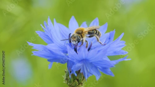 Slow Motion Flying Honey Bee Covered With Pollen Collecting Nectar From Blue Chicory Flower. Spring Chicory Flowers Close Up. Macro Shot Honey Bee Pollinating Spring Purple Flowers Blooming Blossoms.
