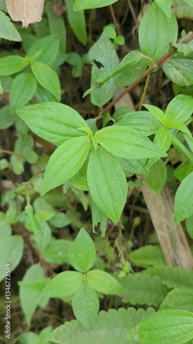 Wallpaper Mural small tree grow uo into the nature Torontodigital.ca