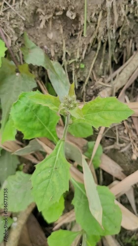 Wallpaper Mural small tree grow uo into the nature Torontodigital.ca