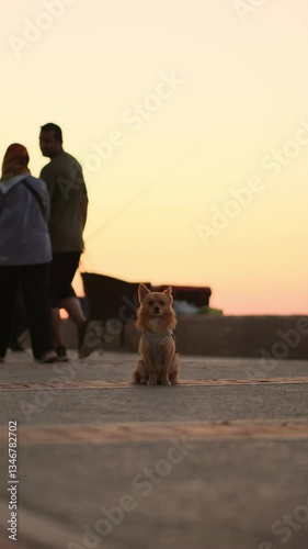 dog on the beach