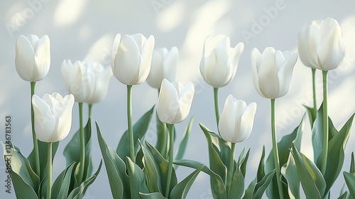 white tulips