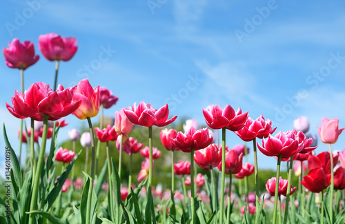 Spring floral nature background. bright pink-red tulips flowers grow on meadow. blossoming spring season. floral nature image. garden landscape design