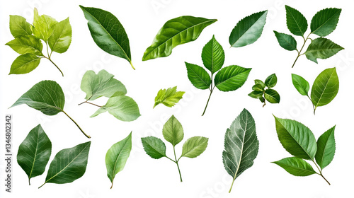 Fresh Green Leaves Cut-Out – A Crisp and Natural Collection of Lush Leaves, Perfect for Eco-Friendly Designs