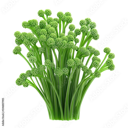 3D icon of Tubularia (Tubularia indivisa) isolated on transparency background photo