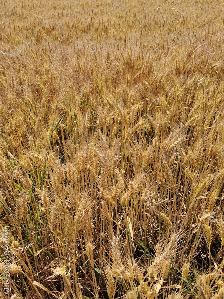 Fototapeta premium summer oat field