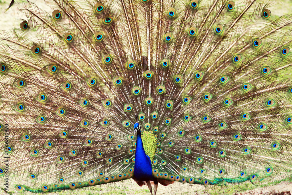 Obraz premium nice big peacock