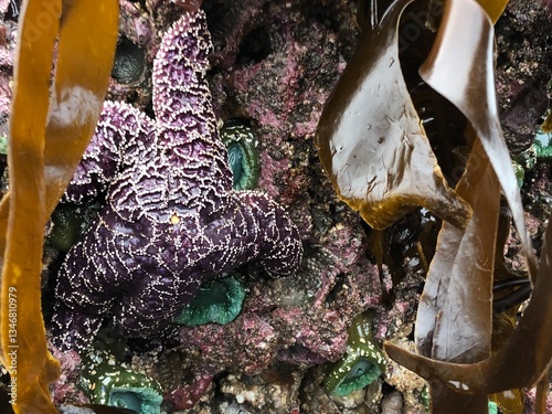purple and orange starfish in sandy tide pools clinging to rocks on Olympic National Park beach