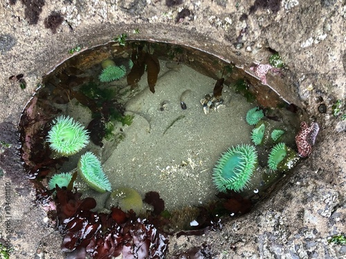 green sea anemone in Oregon coast tide pool