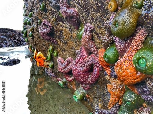 purple and orange starfish in sandy tide pools clinging to rocks on Olympic National Park beach