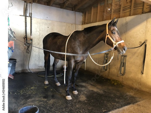 bay mare horse standing in halter in barn cross ties