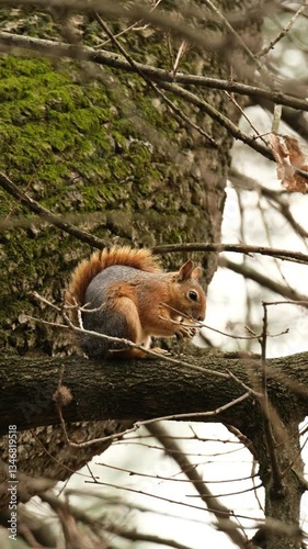 squirrel on a tree