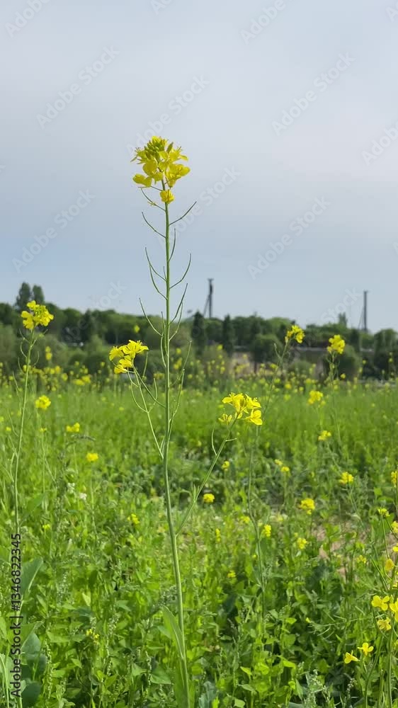 유채꽃밭 field of yellow flowers