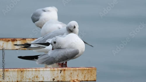 seagull on the beach