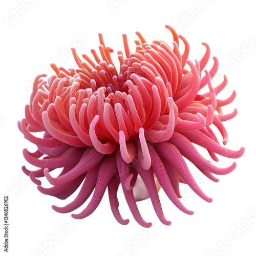 3D icon of Waratah anemone (Actinia tenebrosa) isolated on transparency background