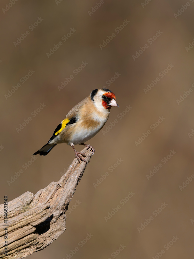 Obraz premium Goldfinch, Carduelis carduelis