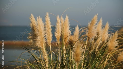 ears of wheat