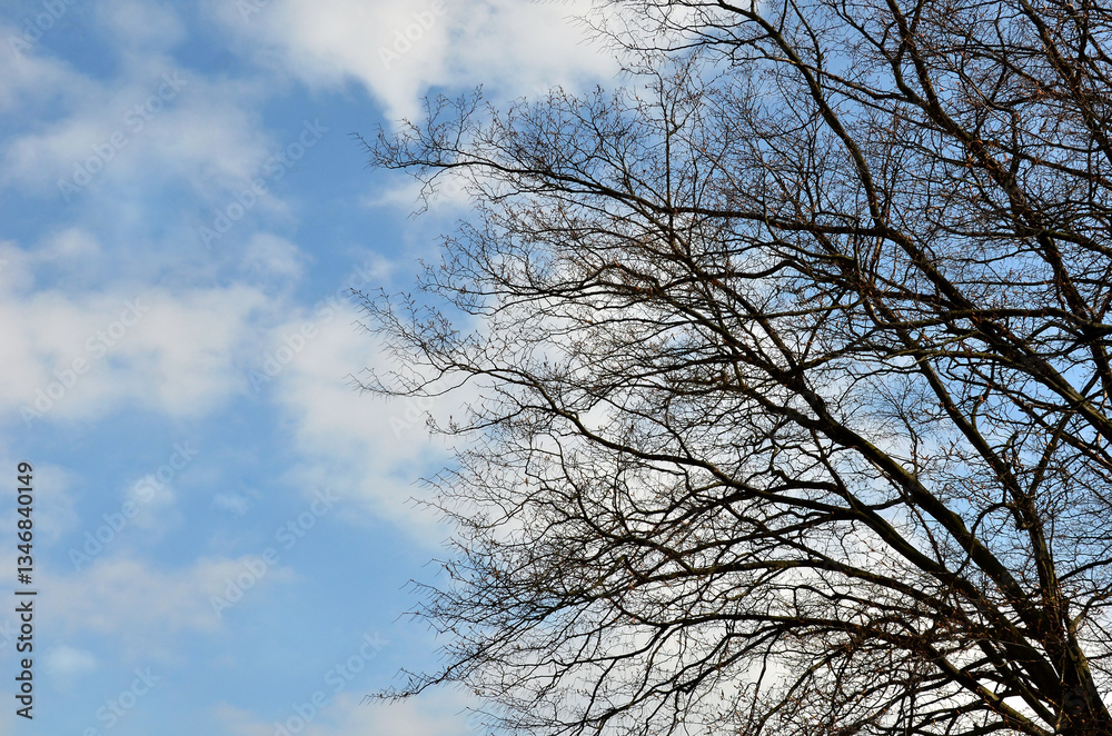 Leafless tree branches silhouettes against blue sky with white clouds background. Early spring landscape ,environment . Leafless tree branches silhouettes against blue sky with white clouds background. Early spring landscape ,environment .