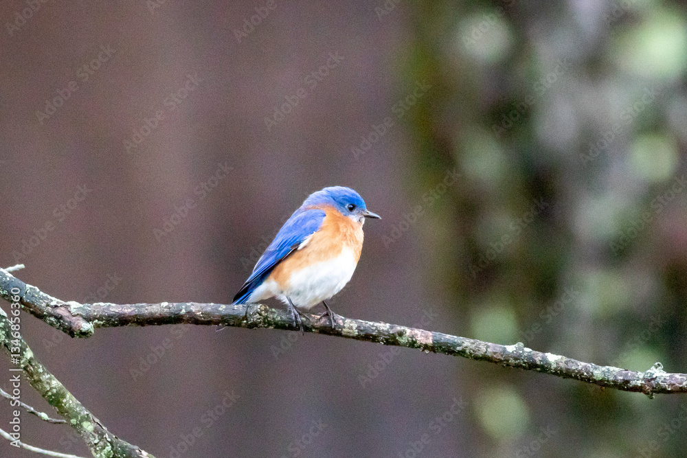 Obraz premium bluebird bird on a branch
