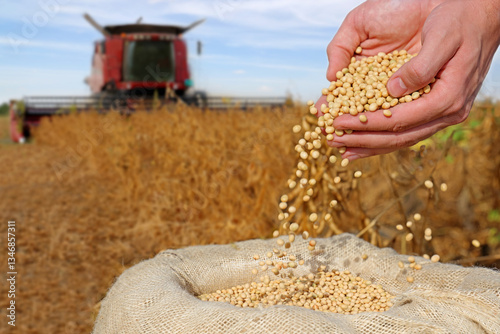 Soybean grain in a hands of successful young farmer, in a background combine harvester working on soybean field, agricultural concept. Close up of hands full of soybean grain in jute sack