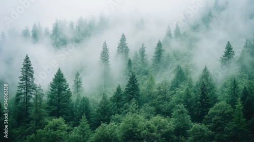 Misty Forest with Mountain Pines, Foggy Landscape, and Nature Scenery.
