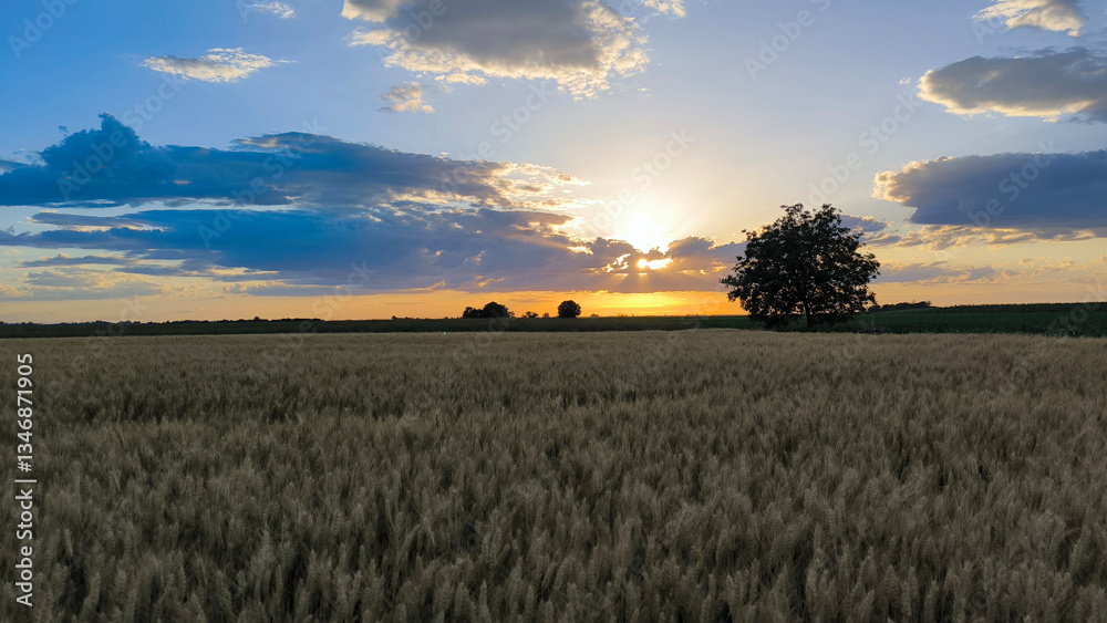 Fototapeta premium ripe wheat field before harvest