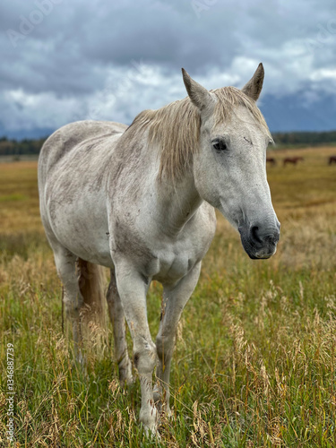 Horse in a field