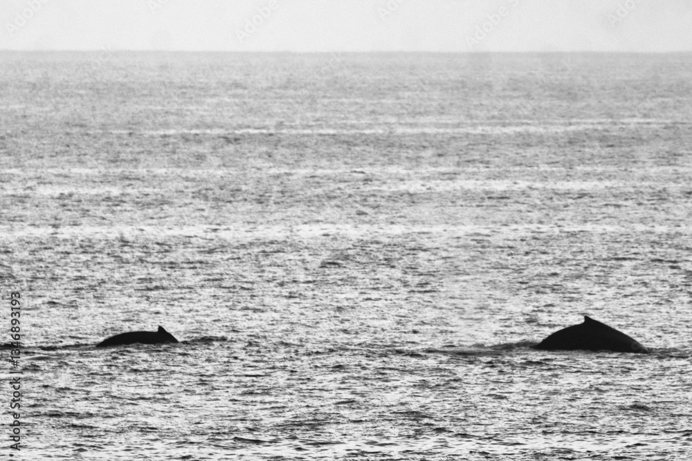 Fototapeta premium Kona, Hawai'i, USA