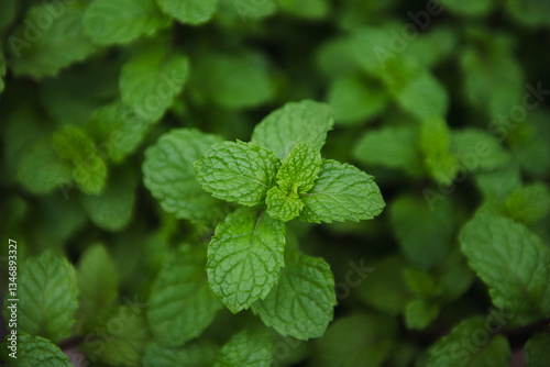 Fresh green mint leaves with vibrant texture and color