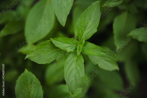 Fresh green Thai Basil leaves with vibrant texture and healthy appearance