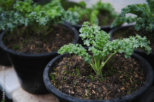 Fresh kale plants growing in black pots with rich soil and green leaves