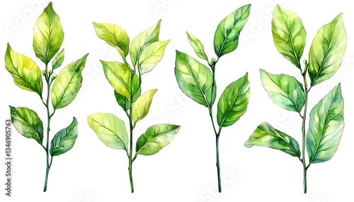 Watercolor lemon leaves illustration photo
