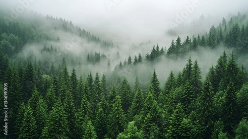 Misty Mountain Forest View